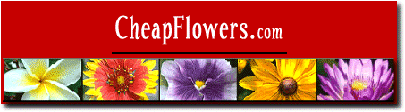 Visit CheapFlowers.com